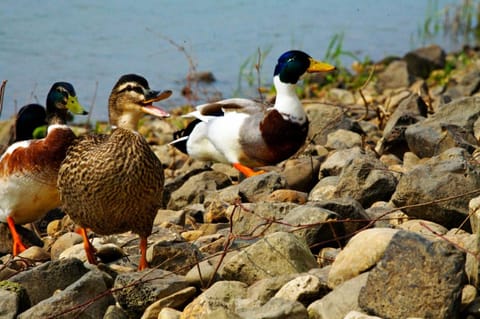 Fletcher Hotel Restaurant Rooland Hotel in Arcen