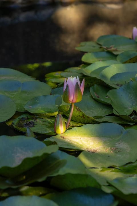 Rozendal Stay Apartment in Stellenbosch