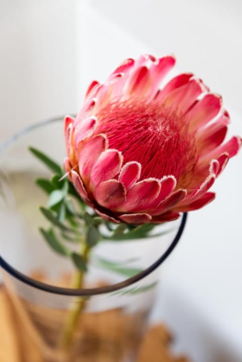 Villa Afrikana Guest Suites by Knysna Paradise Collection Bed and Breakfast in Knysna