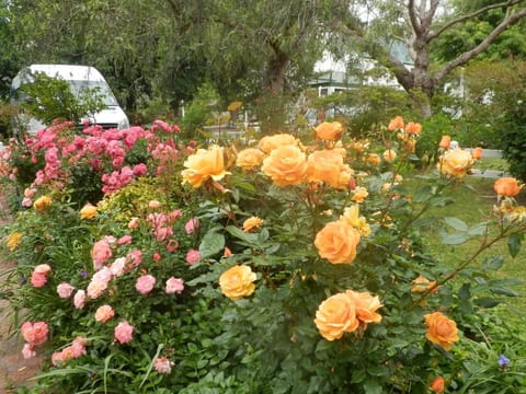 Belvidere Manor Lagoonside Cottages Bed and Breakfast in Knysna