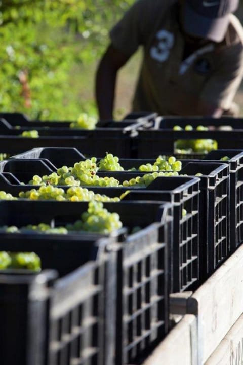 Asara Wine Estate & Hotel Hotel in Stellenbosch