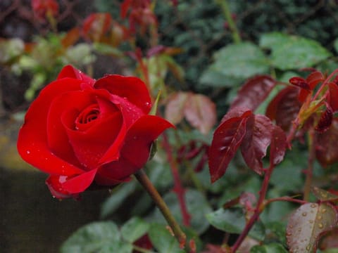 Hotel Chalet Swiss Hotel in Interlaken