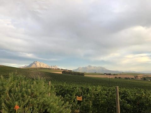 Sugarbird Manor Bed and Breakfast in Stellenbosch