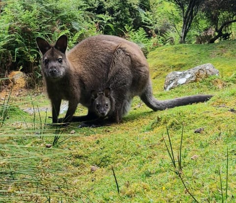 Huon Bush Retreats Hotel in Tasmania