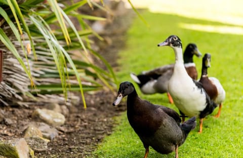 Tall Timbers Tasmania Apartment hotel in Smithton