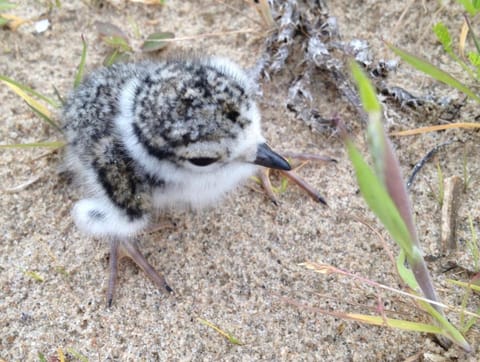 Seabank House Hotel Hotel in Nairn
