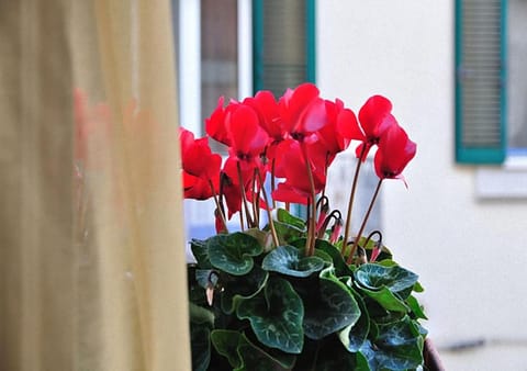 Donna Eleonora Residence Bed and Breakfast in Matera