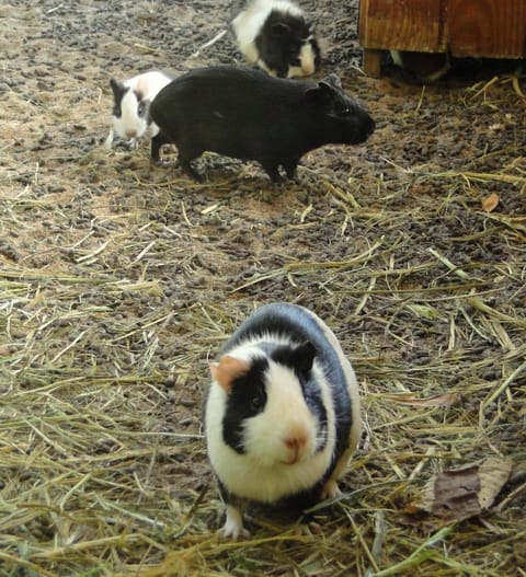 Hotel Serra Everest Hotel in Nova Friburgo