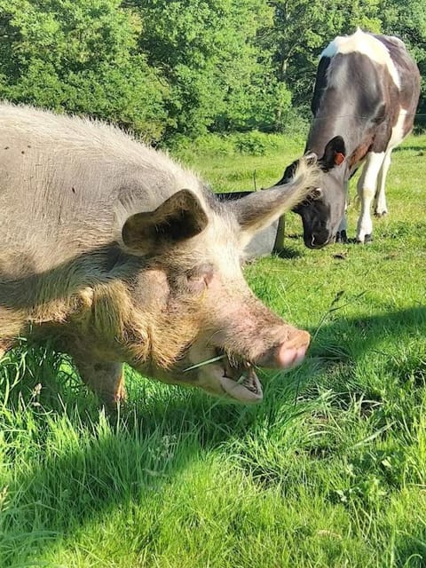 Domaine de Lesvaniel Vacation rental in Finistere