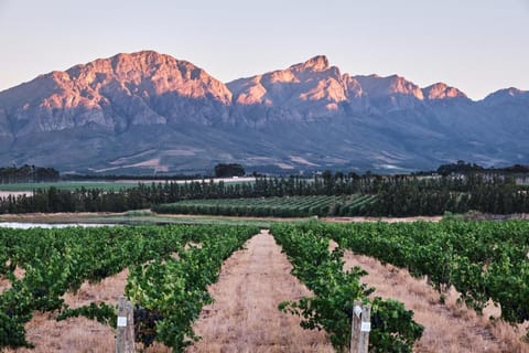 Rijk's Wine Estate & Hotel Hotel in Western Cape