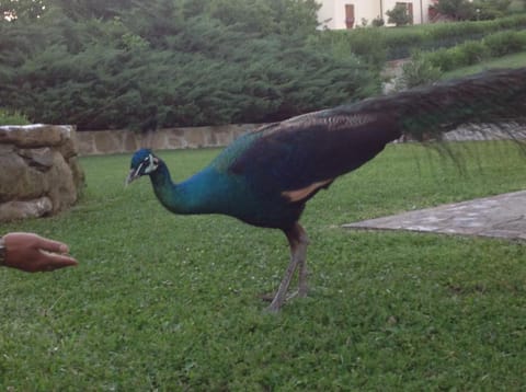 Da Ronald ... A Pian Del Papa Country House in Emilia-Romagna