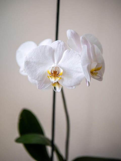 Clos Saint-Martin Bed and Breakfast in Caen