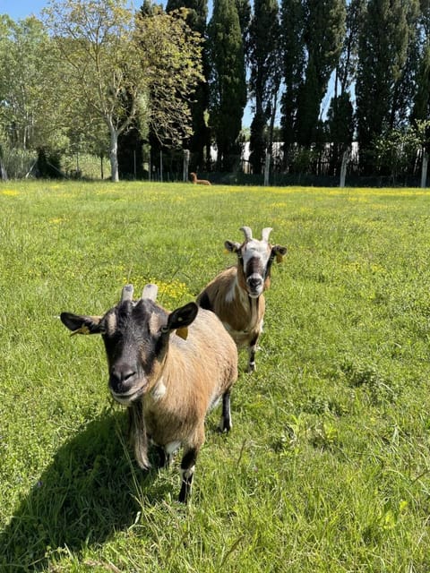 Le Mas Des Chutes Bed and Breakfast in Graveson