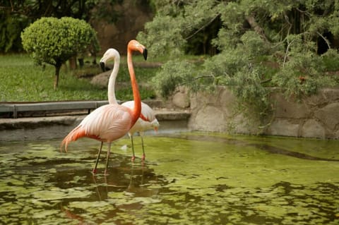 Las Mañanitas Hotel in Cuernavaca