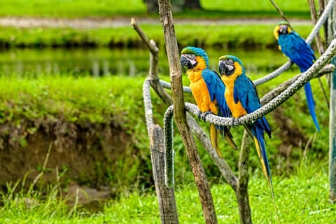 Hotel Portobello Resort & Safari Resort in Mangaratiba