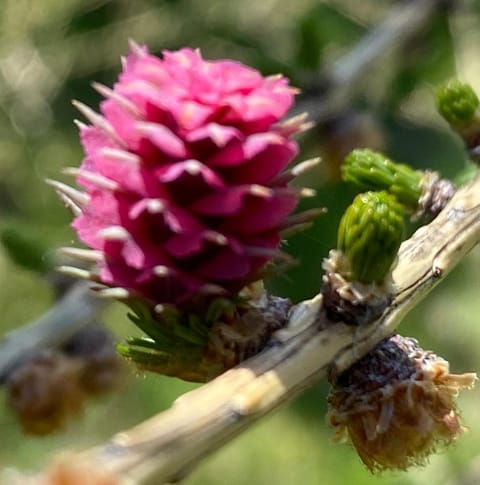 Eco Yourte Les Airelles Luxury tent in Auvergne-Rhône-Alpes