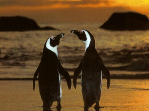 Penguinden - load-shedding free Bed and Breakfast in Cape Town