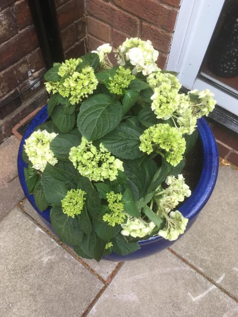 Elmdon Lodge Bed and Breakfast in Solihull