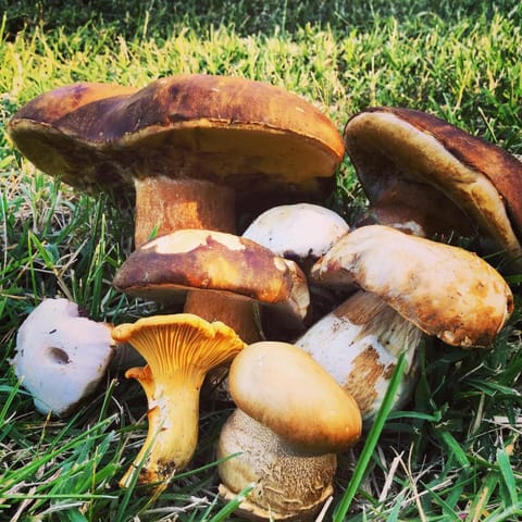 Château des Essards avec piscine et jacuzzi Bed and Breakfast in Centre-Val de Loire