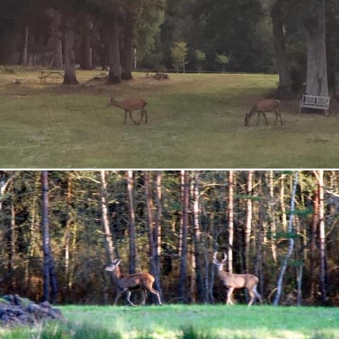 Château des Essards avec piscine et jacuzzi Bed and Breakfast in Centre-Val de Loire