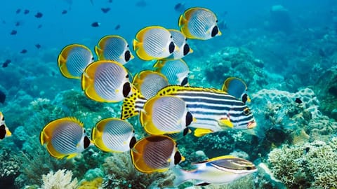 Villa Kaira Estate by Villas Direct Bali Villa in North Kuta