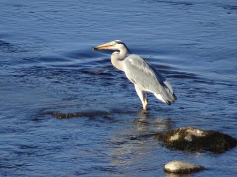 Black Burn Lodge B & B Bed and Breakfast in England