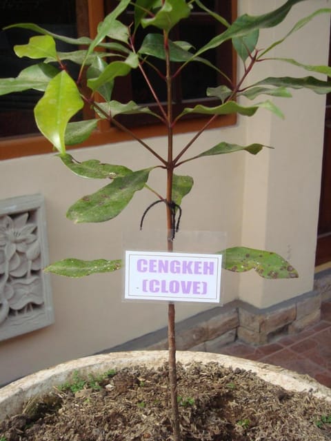 Taman Ayu Homestay Munduk Mitra RedDoorz Vacation rental in Bali