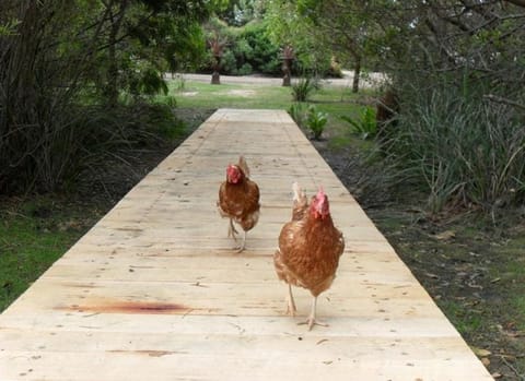 Sandpiper Ocean Cottages Hotel in Tasmania