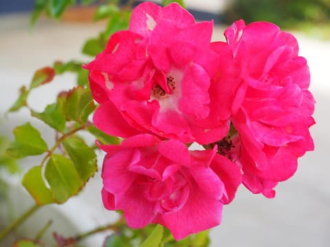 Burnie Ocean View Motel and Caravan Park Motel in Tasmania