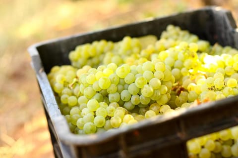 Orange Grove Farm Stay in Western Cape