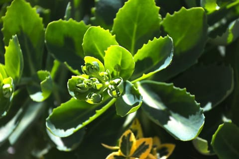 Gasthaus Tannenhof Bed and Breakfast in Cochem-Zell