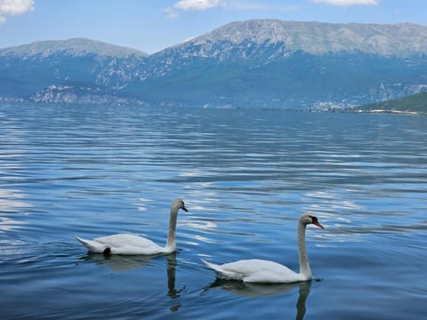 Hotel Enkelana Hotel in North Macedonia