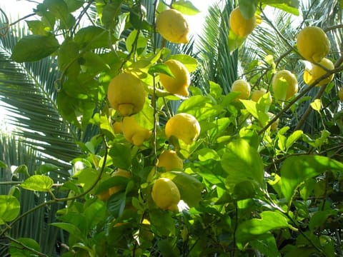 Villa Eva Hotel in Anacapri
