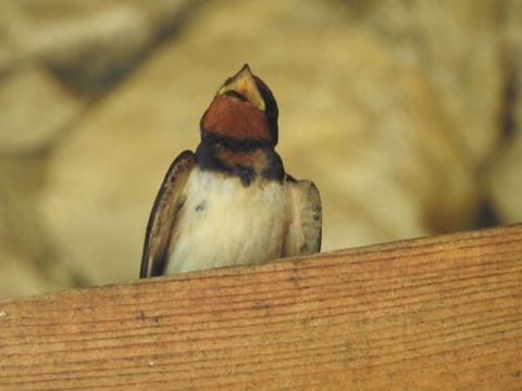 Exo Log Cottage Villa in Federation of Bosnia and Herzegovina