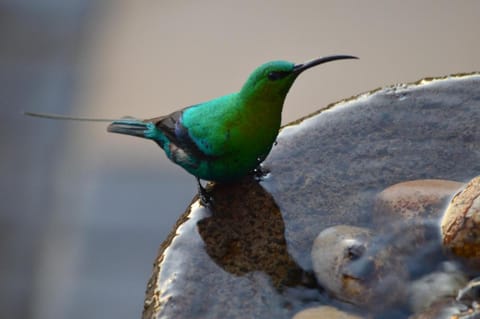 Fisherhaven Travellers Lodge Lodge in Western Cape