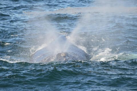 Fisherhaven Travellers Lodge Lodge in Western Cape