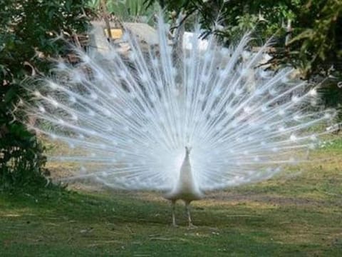 Au Bas Chalonge Gite Le Four à Pain Vacation rental in Brittany