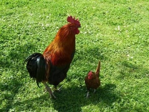 Au Bas Chalonge Gite Le Four à Pain Vacation rental in Brittany