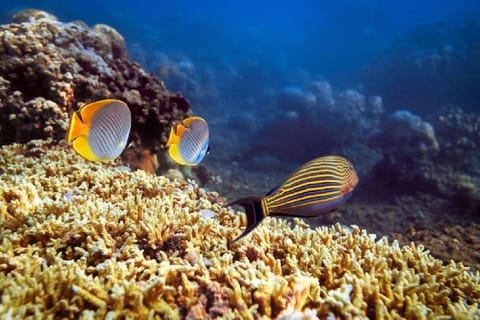 Green CoCo House Vacation rental in Abang