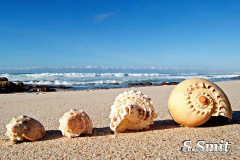 Mermaid Guest House Bed and Breakfast in Western Cape