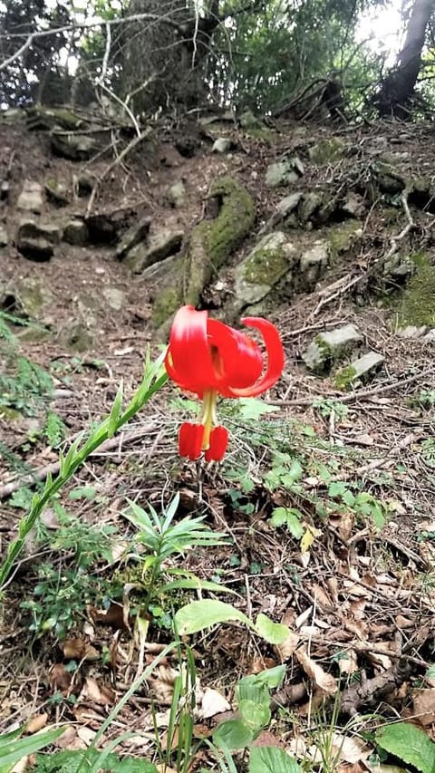 Palio Litochoro The Countryside Lodge Apartment in Litochoro