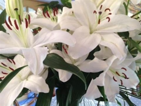 Carmichael Bed and Breakfast in Edinburgh