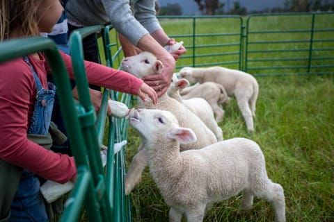Raptor Rise Farm Farm Stay in Western Cape