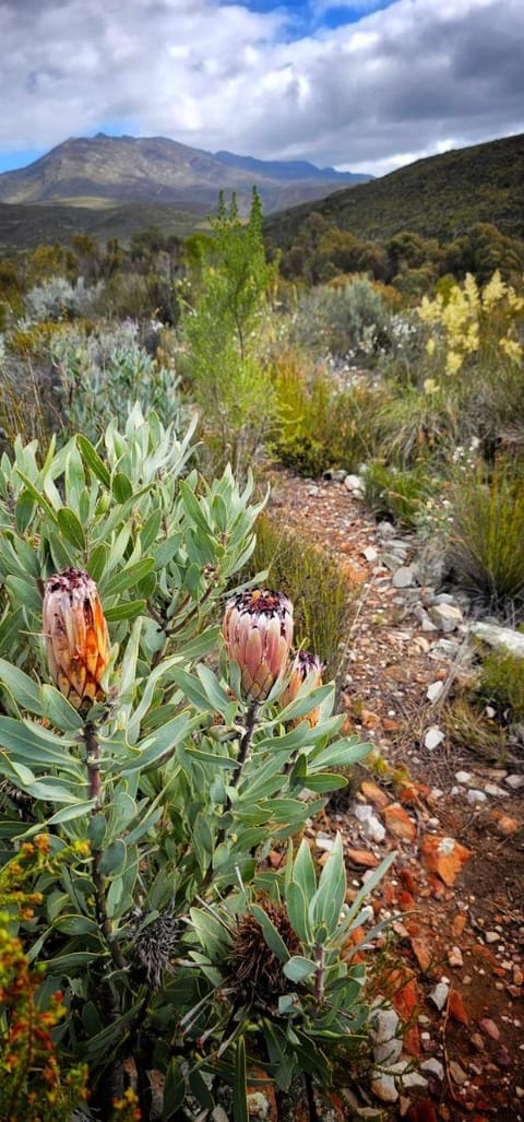 Whipstock Guest Farm Bed and Breakfast in Western Cape