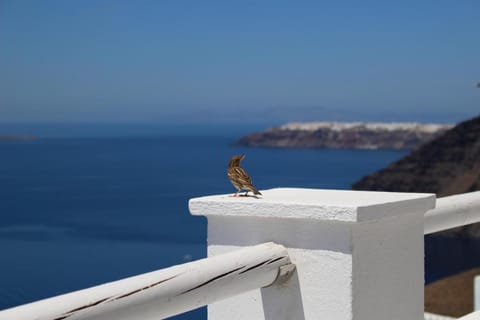 Asma Suites Apartment in Thera