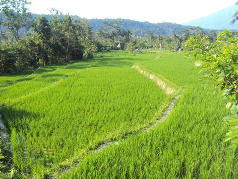 Villa Uma Ayu Sidemen Villa in Sidemen