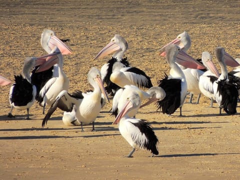 Pelican Sands Scamander Motel in Scamander