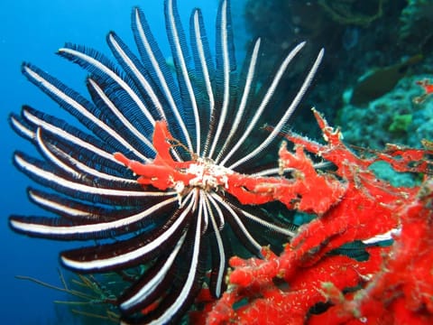 Yuda Menjangan Homestay Vacation rental in Bali