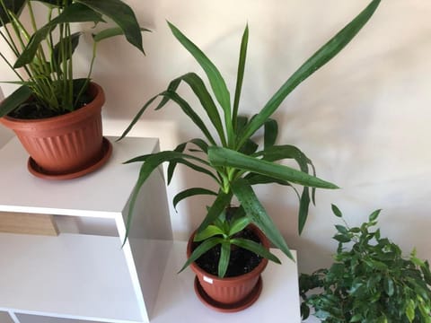 Hakuna Matata Guest House Hotel in Plovdiv