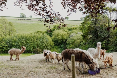 Smeaton Farm Luxury B&B Bed and Breakfast in West Devon District
